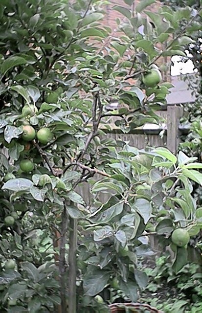 Apples 1 (5 July)